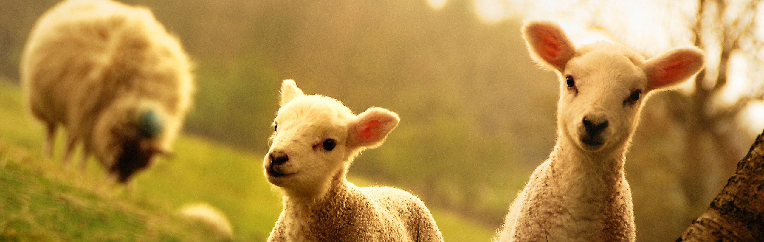 млекозаместител агнета ярета овцевъдство